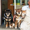 The Benefits of Natural Flea and Tick Prevention for Dogs